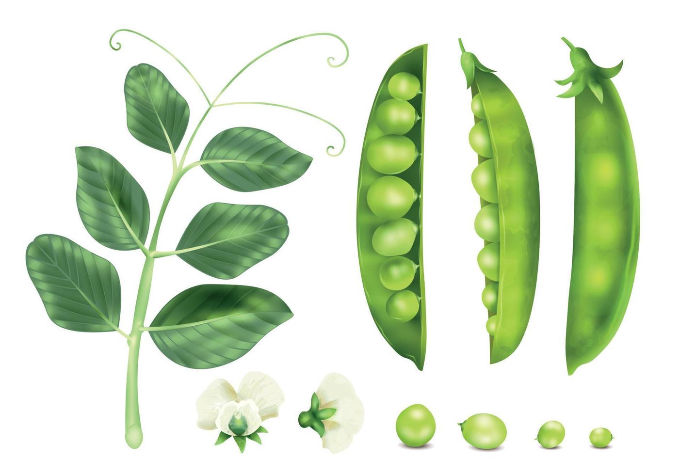 Realistic Peas Set vector