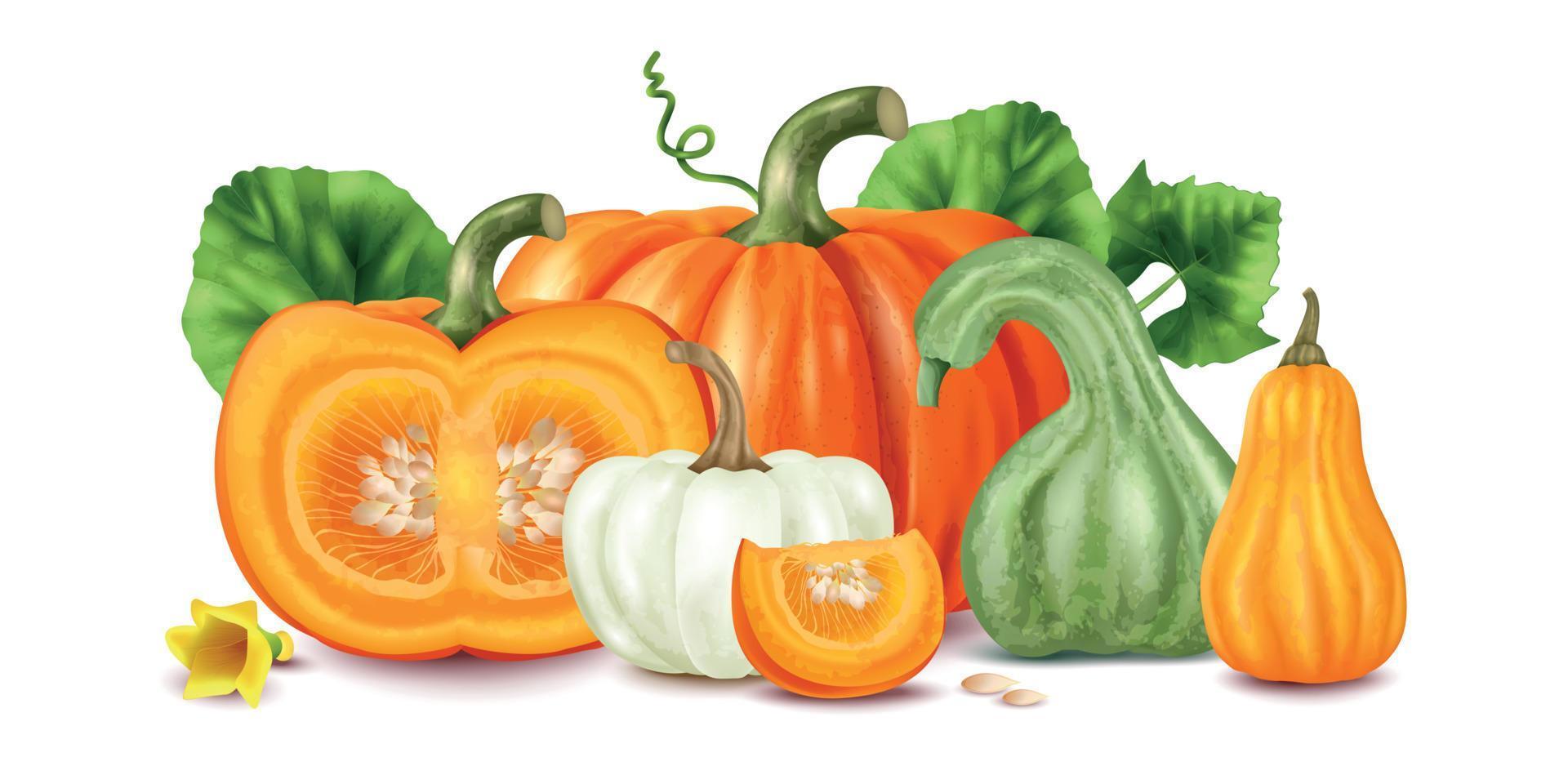 Realistic Pumpkin Concept vector