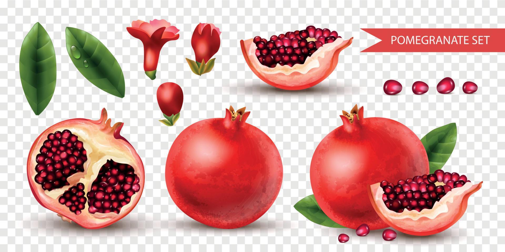 Realistic Pomegranate Set vector