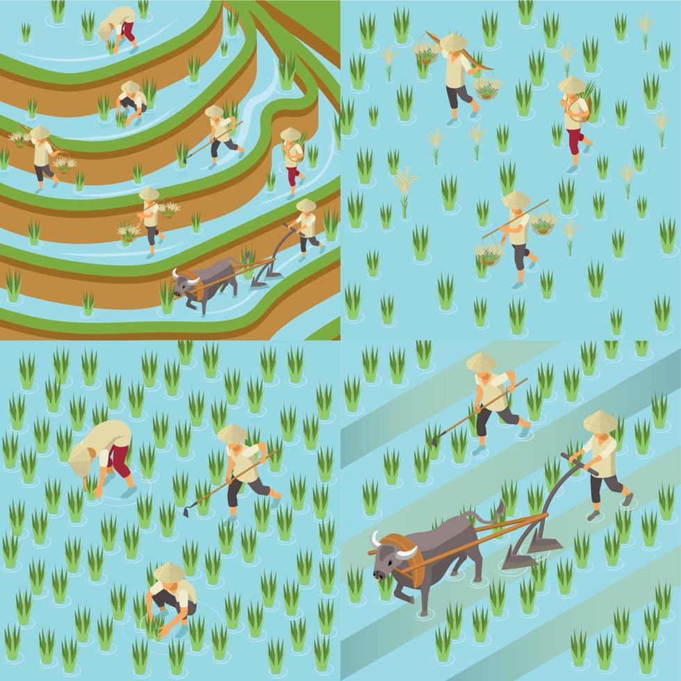 Rice Production Square Compositions vector