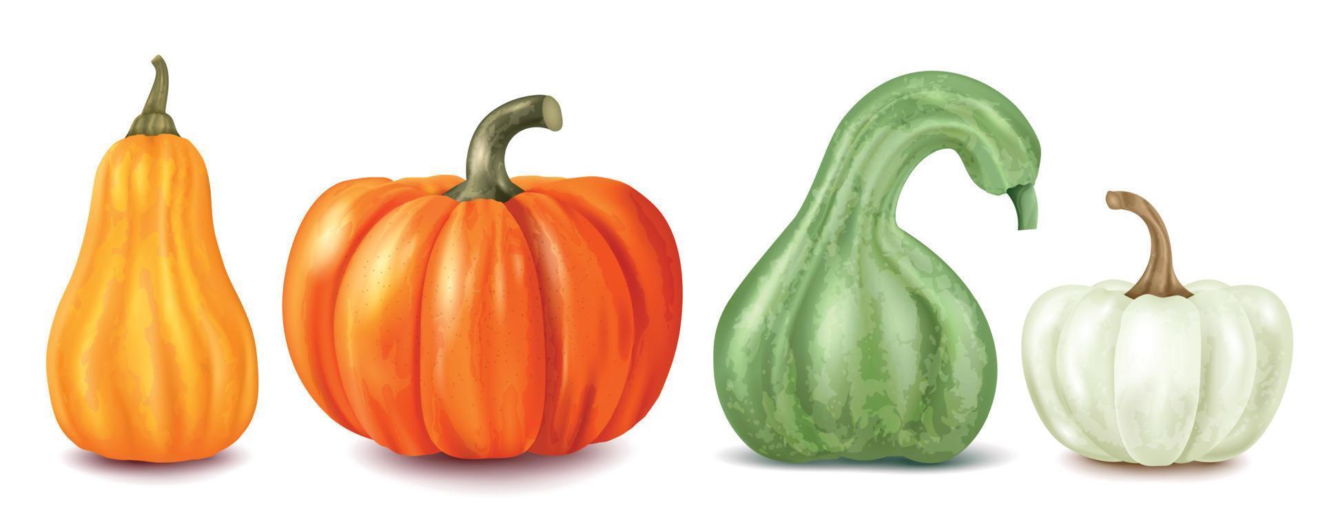 Pumpkin Realistic Set vector
