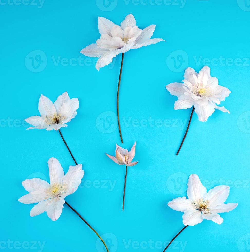 white flowers and green leaves of clematis on a blue background photo