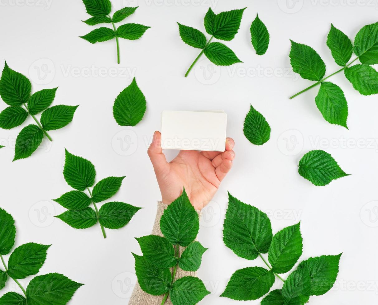 female hand holding a stack of white empty paper business cards and fresh green leaves of raspberry photo