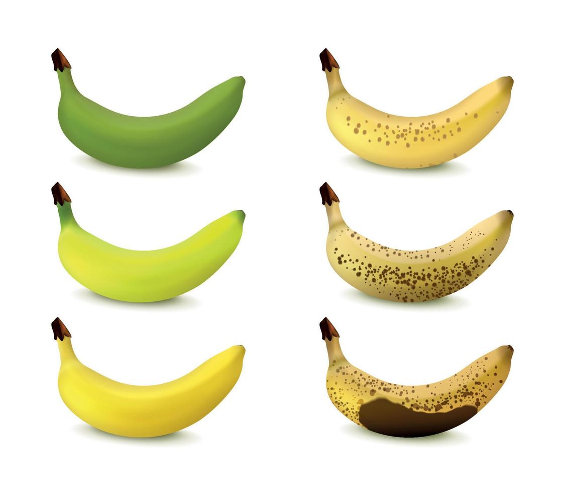 plátano madurez etapas vector