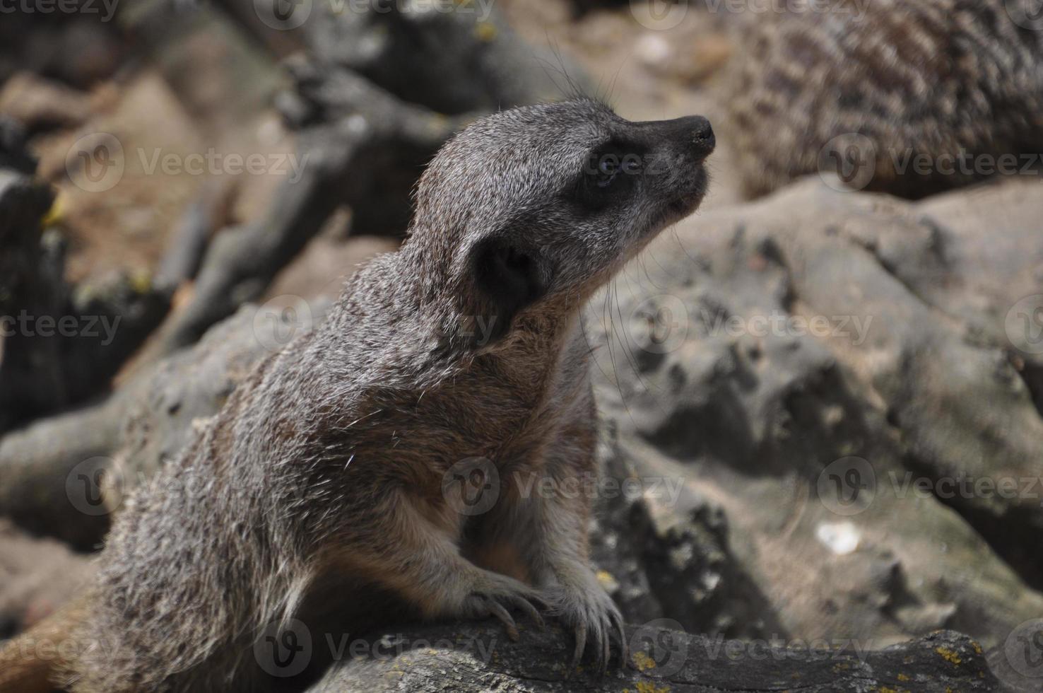 Meerkat or suricate photo