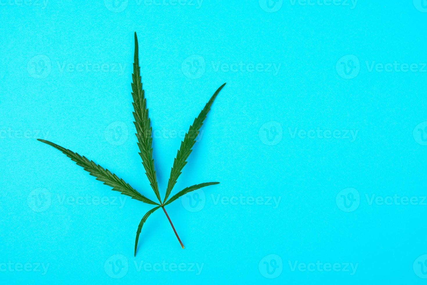 green leaf of hemp on a blue background photo