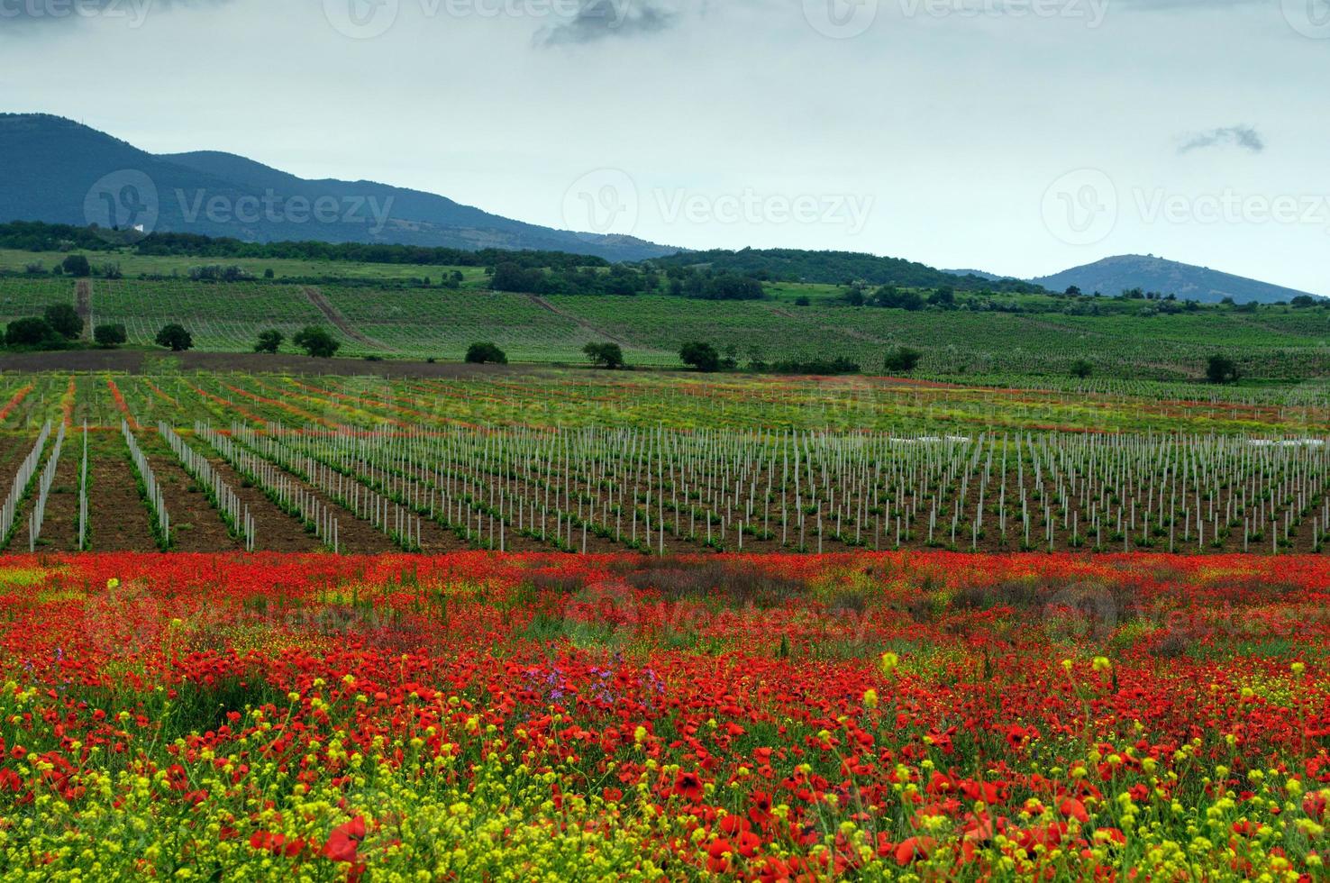 view of the field with young vineyards in the valley of the Crimea photo