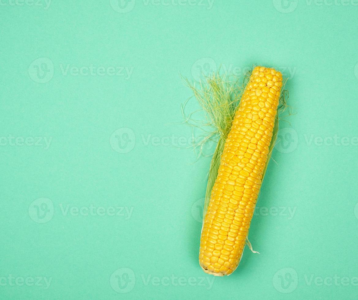 one ripe yellow corn cob on a green background, photo