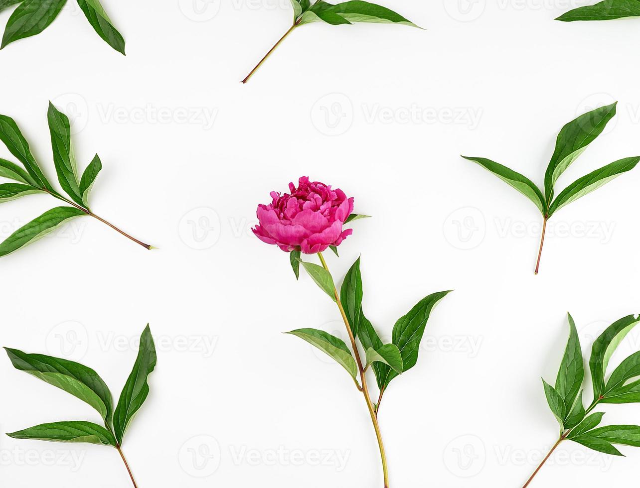 red blooming peonies with green leaves on a white background photo