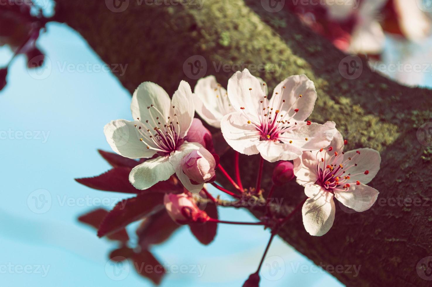 Blooming cherry tree, vintage toning photo