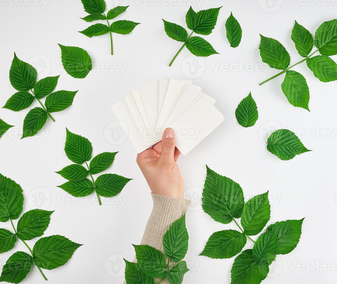 female hand holding a stack of white empty paper business cards and fresh green leaves photo