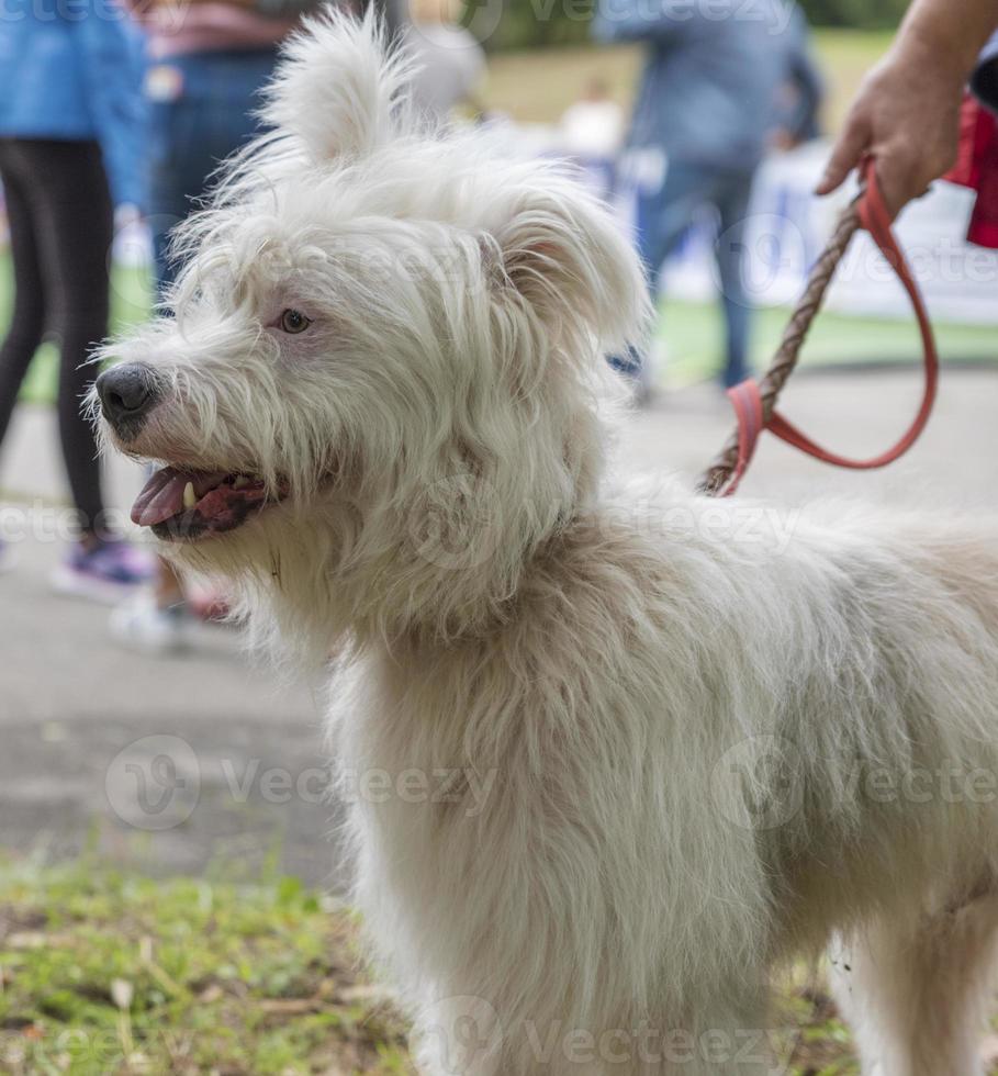 white half-breed Ardennes Bouvier photo