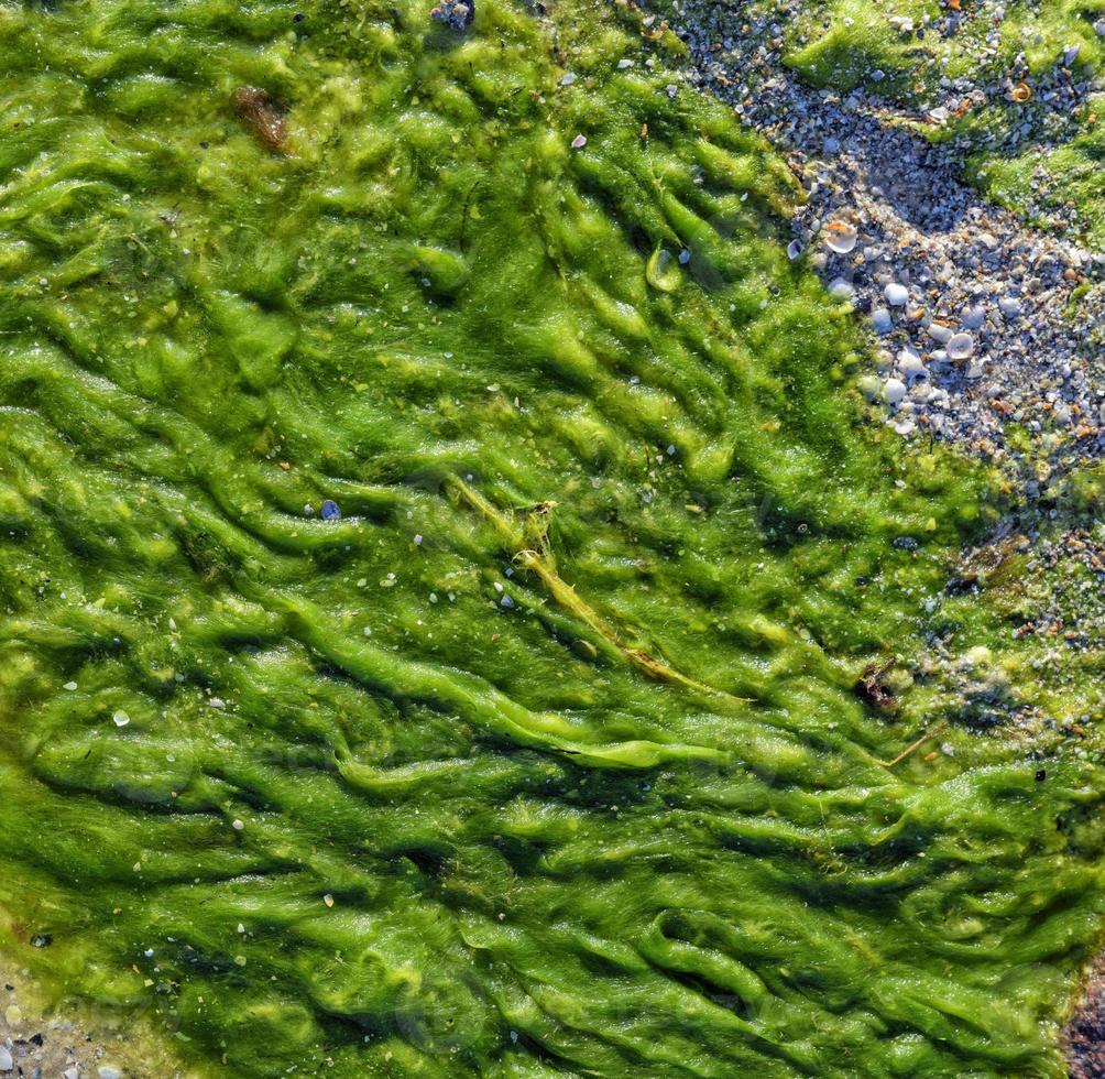 green seaweed on the shore, top view, full frame photo