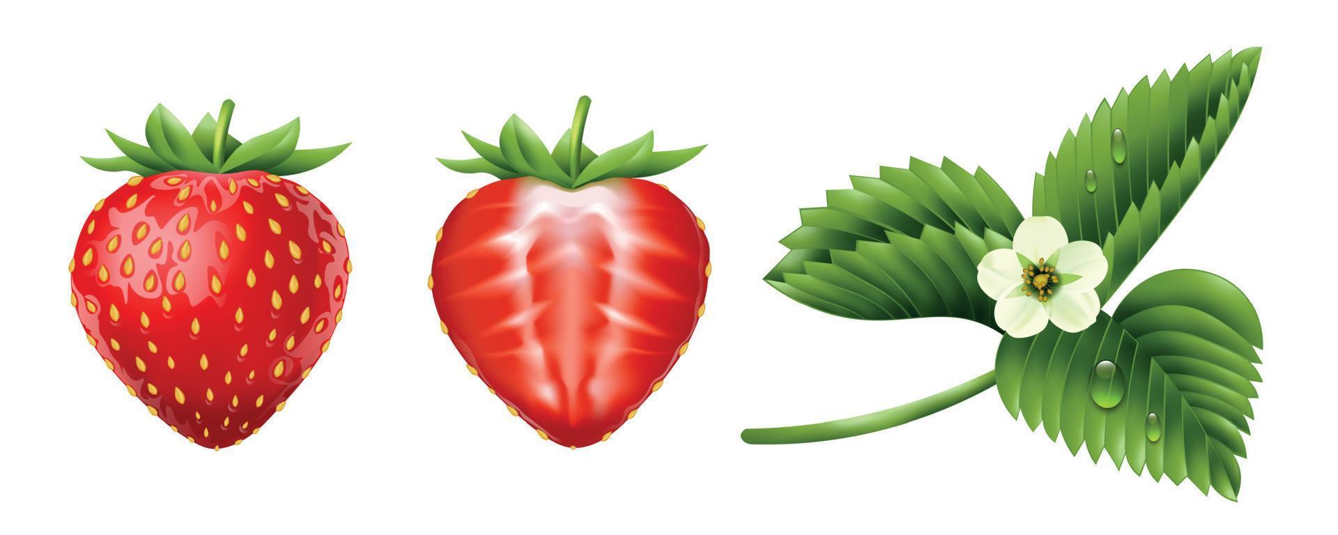 Strawberry Realistic Set vector