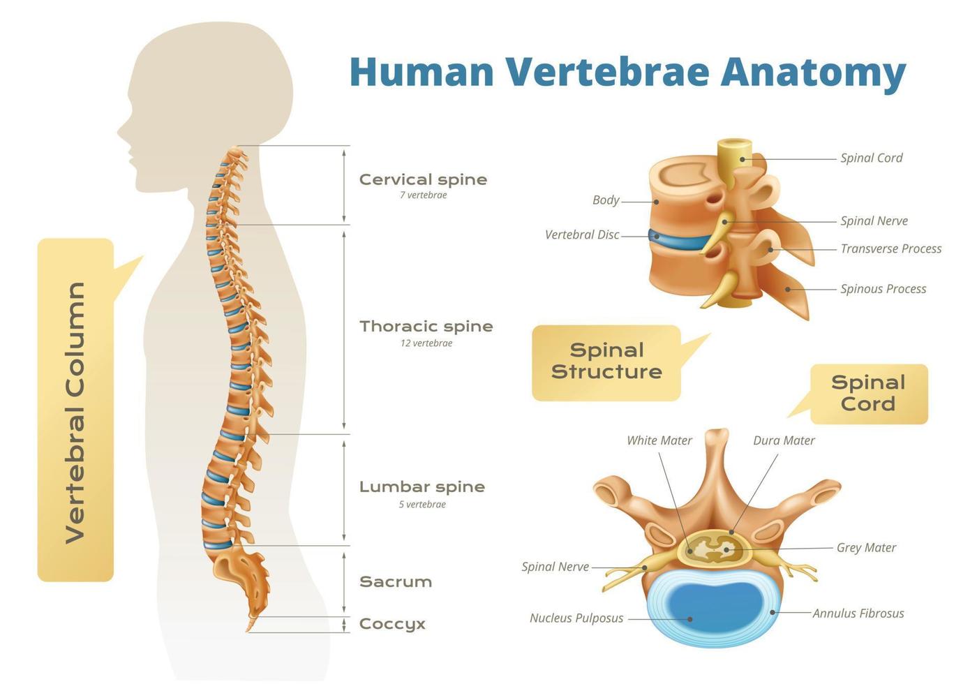 Vertebrae Anatomy Human Infographics vector