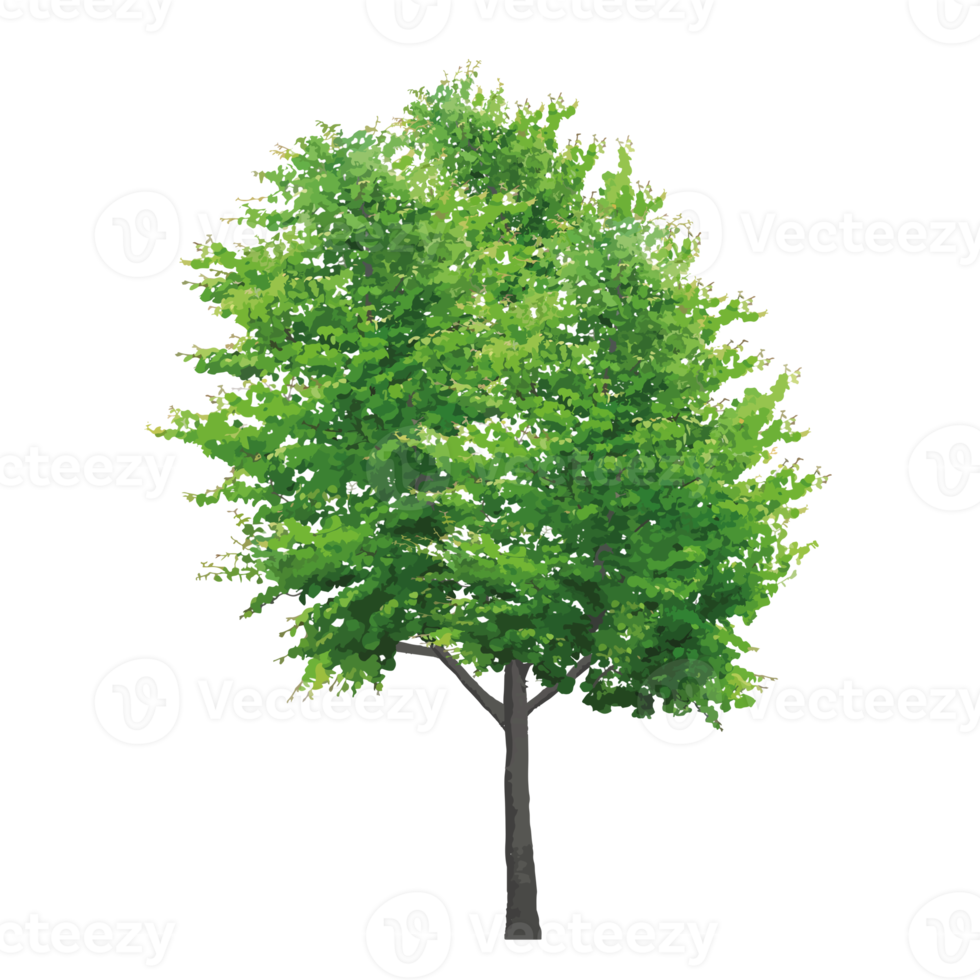 Isolated trees on without background 19775162 PNG