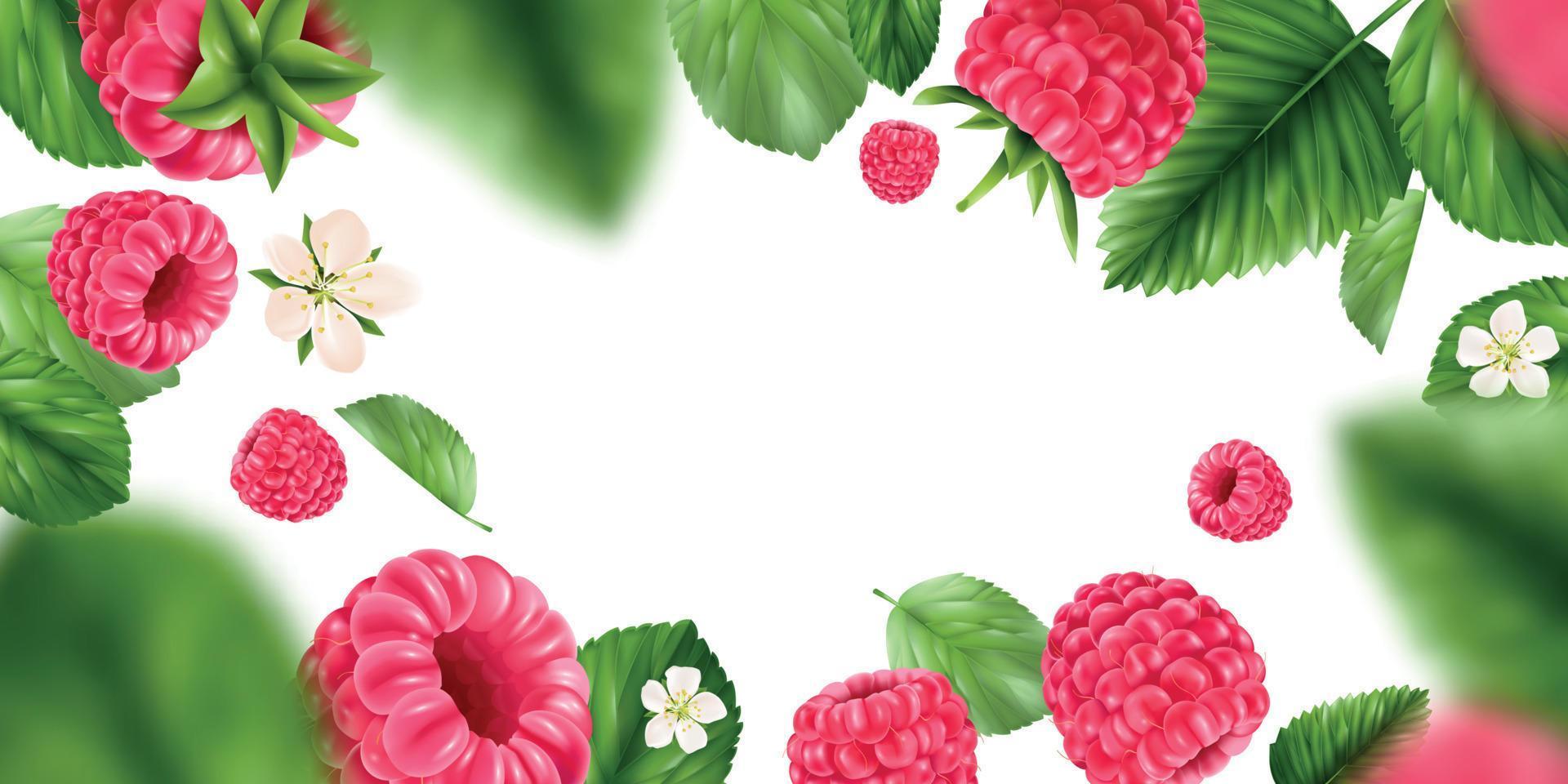 Raspberry Realistic Background vector