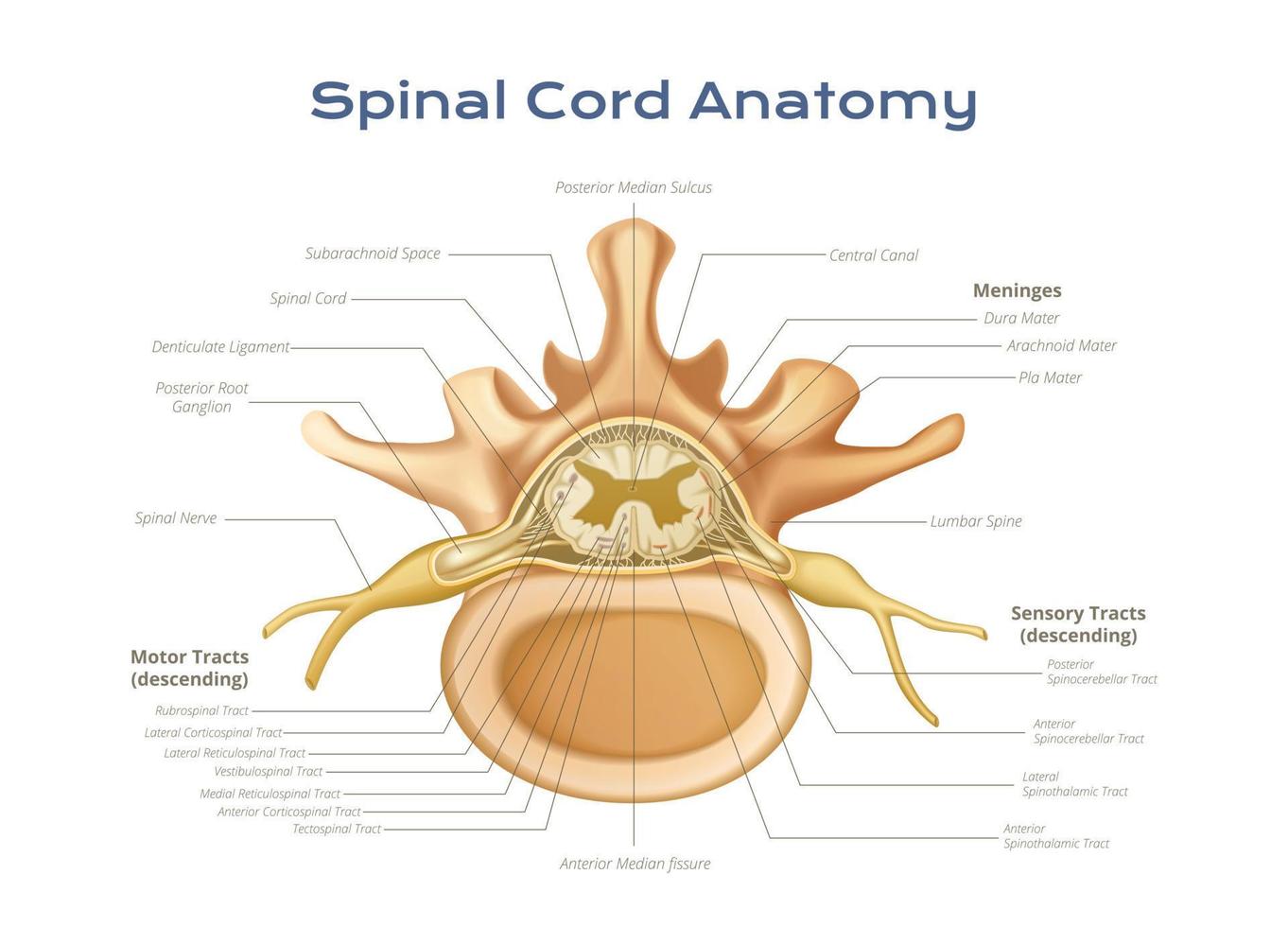 Spinal Cord Scientific Composition vector