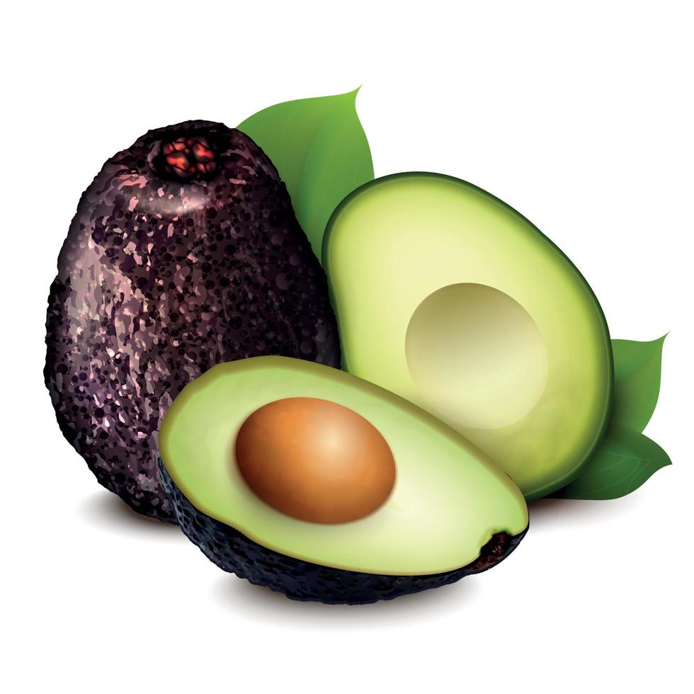 Avocado Realistic Composition vector