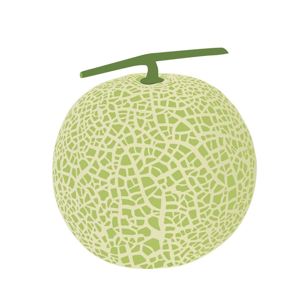 Cantaloupe melon, fruit vector illustration 10