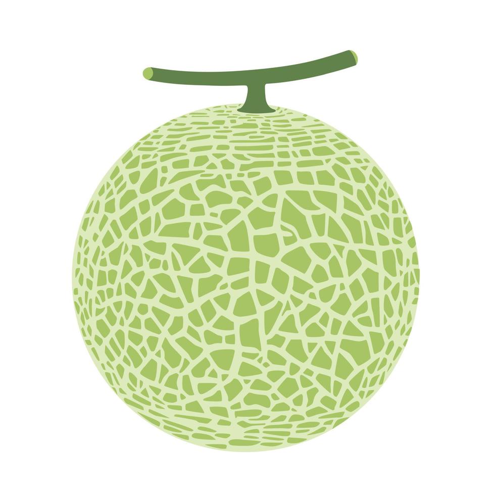 Cantalupo melón, Fruta vector ilustración 10