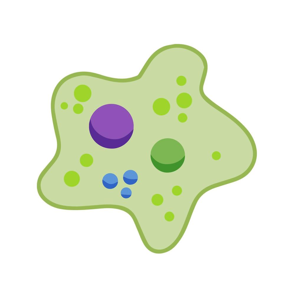 Amoeba cell. Small unicellular animal. Virus and bacteria. Education and science. Flat cartoon illustration vector