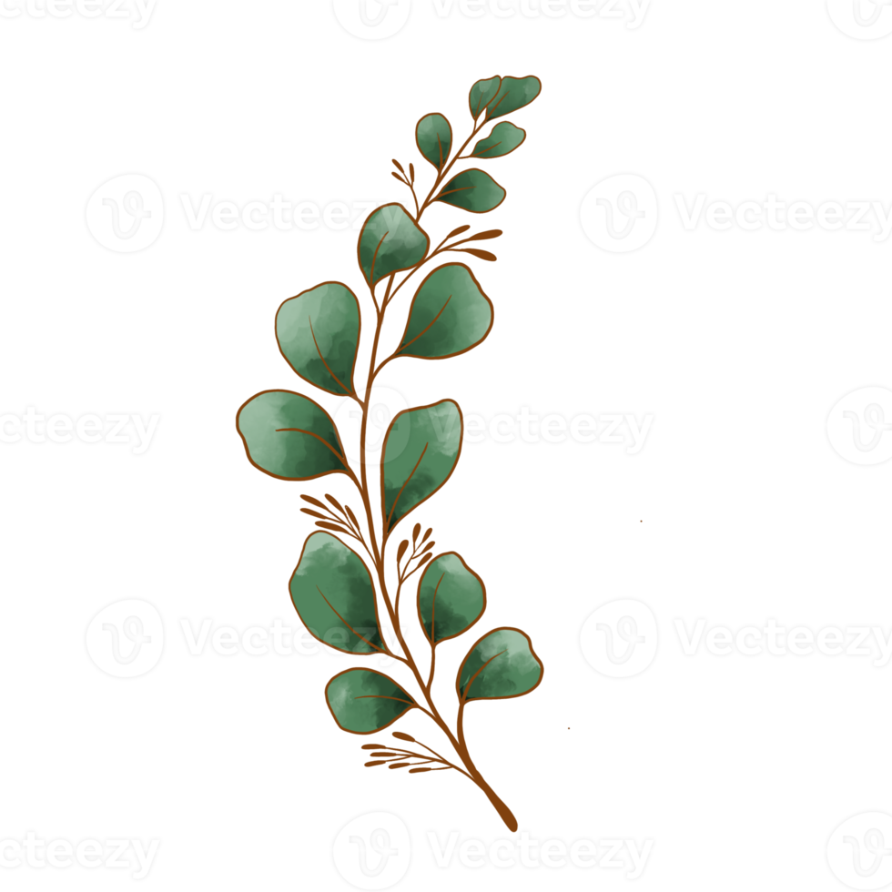 Watercolor eucalyptus leaves png