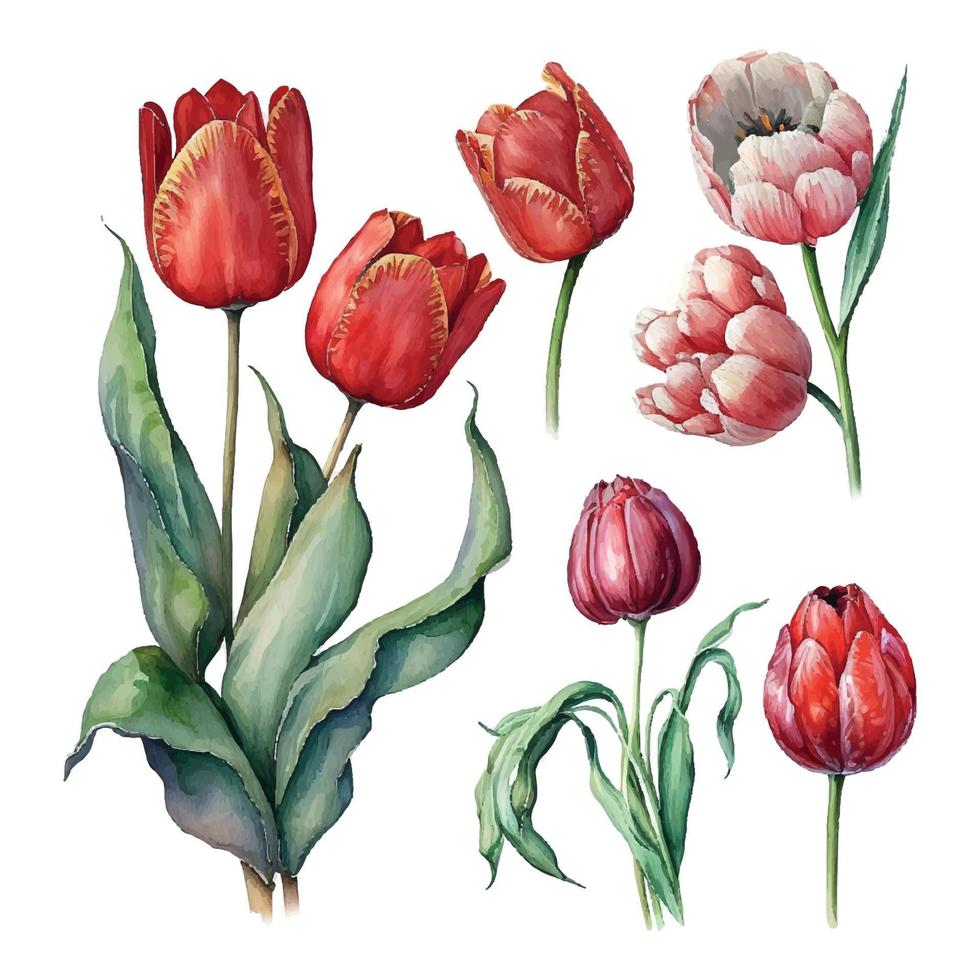 Illustration of watercolor hand drawn set of colorful red tulips bouquet isolated on white background. Spring flowers. Card for Mothers day, 8 March, wedding. vector