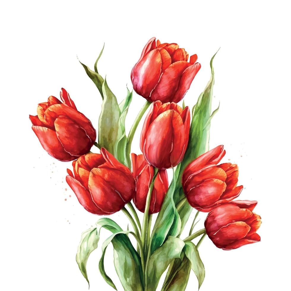 ilustración de acuarela mano dibujado conjunto de vistoso rojo tulipanes ramo de flores aislado en blanco antecedentes. primavera flores tarjeta para madres día, 8 marzo, boda. vector