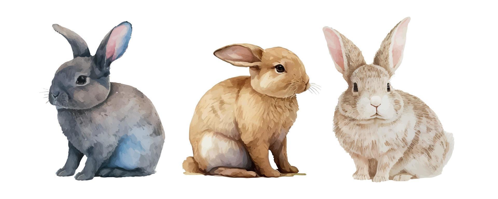 Watercolor illustration of a cute fluffy grey rabbit in a white background vector