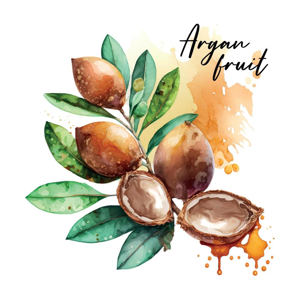 Branch of the argan tree, can be used as a design element for the decoration of cosmetic or food products using argan oil. Hand-drawn watercolor sketch vector