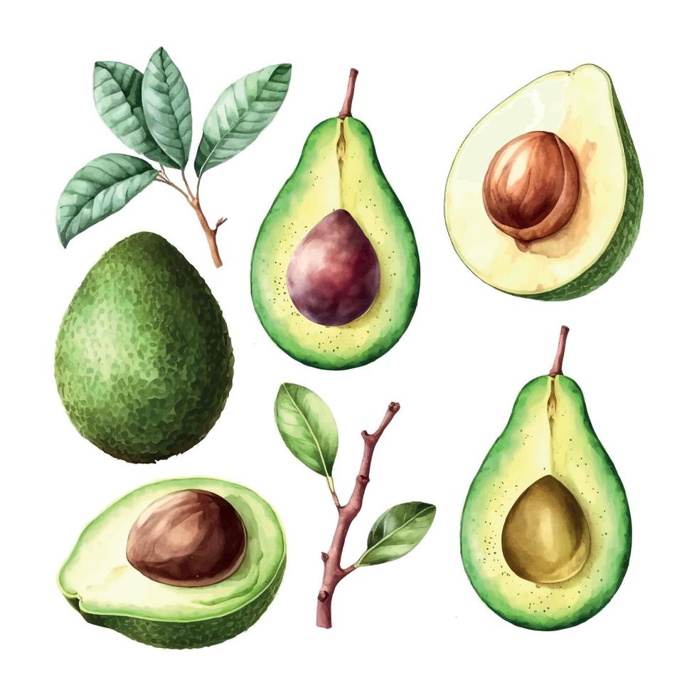 watercolor style of Avocado on white background. Vector illustration of Avocado