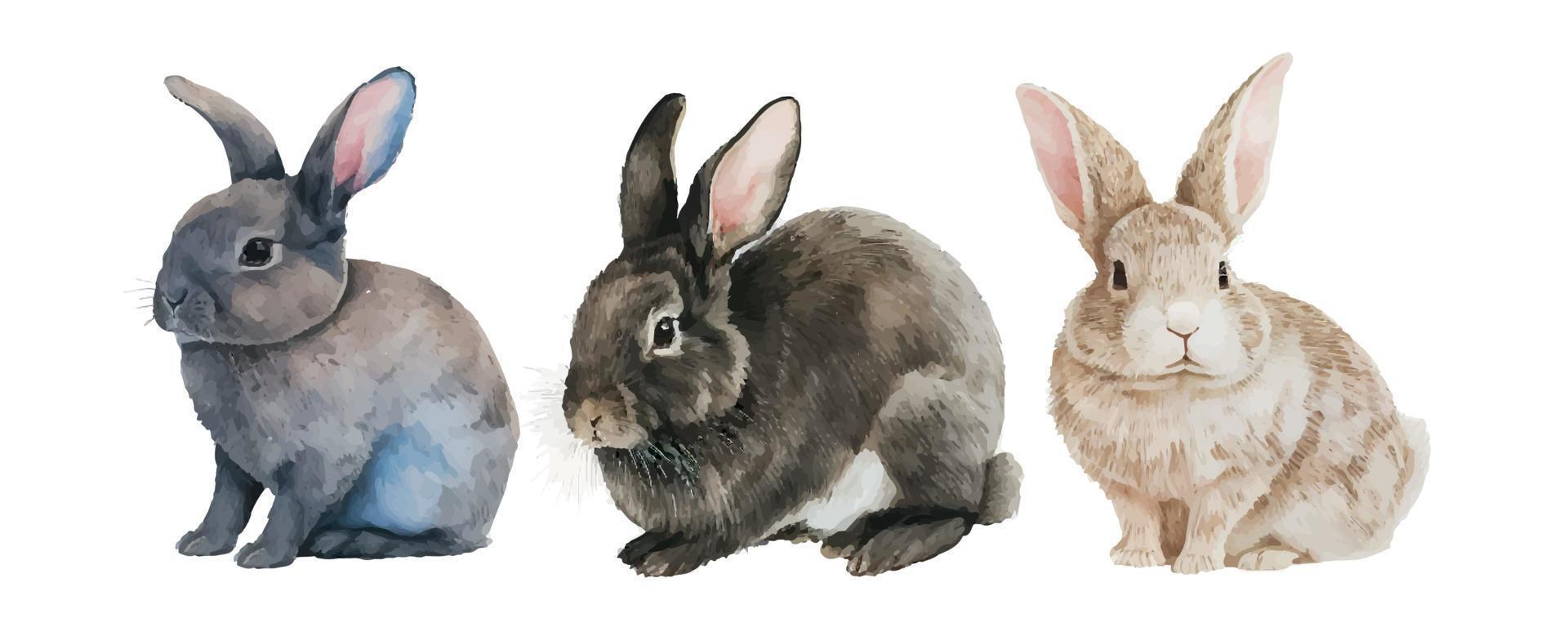 Watercolor illustration of a cute fluffy grey rabbit in a white background vector