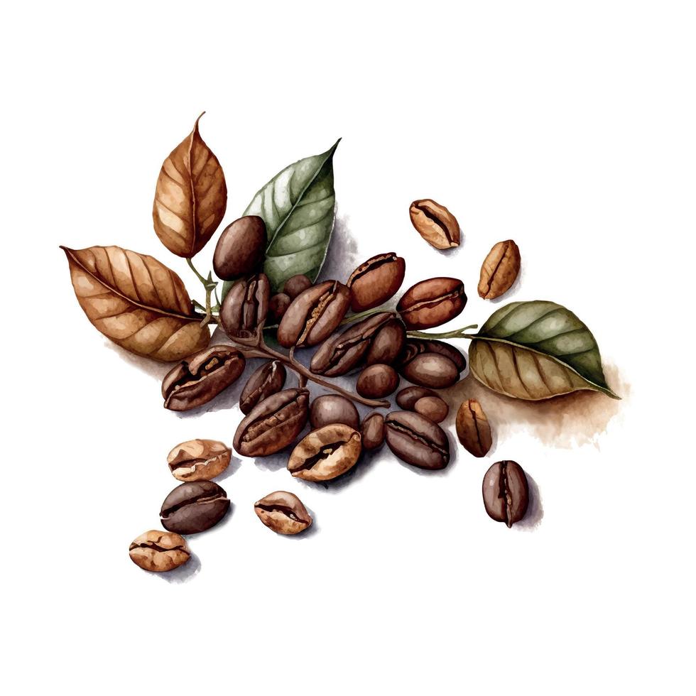 Watercolor hand drawn coffee beans. Isolated natural food illustration on white background vector