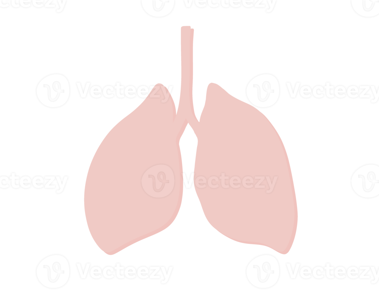 set of Lung Graphical representation of infectious pneumonia png