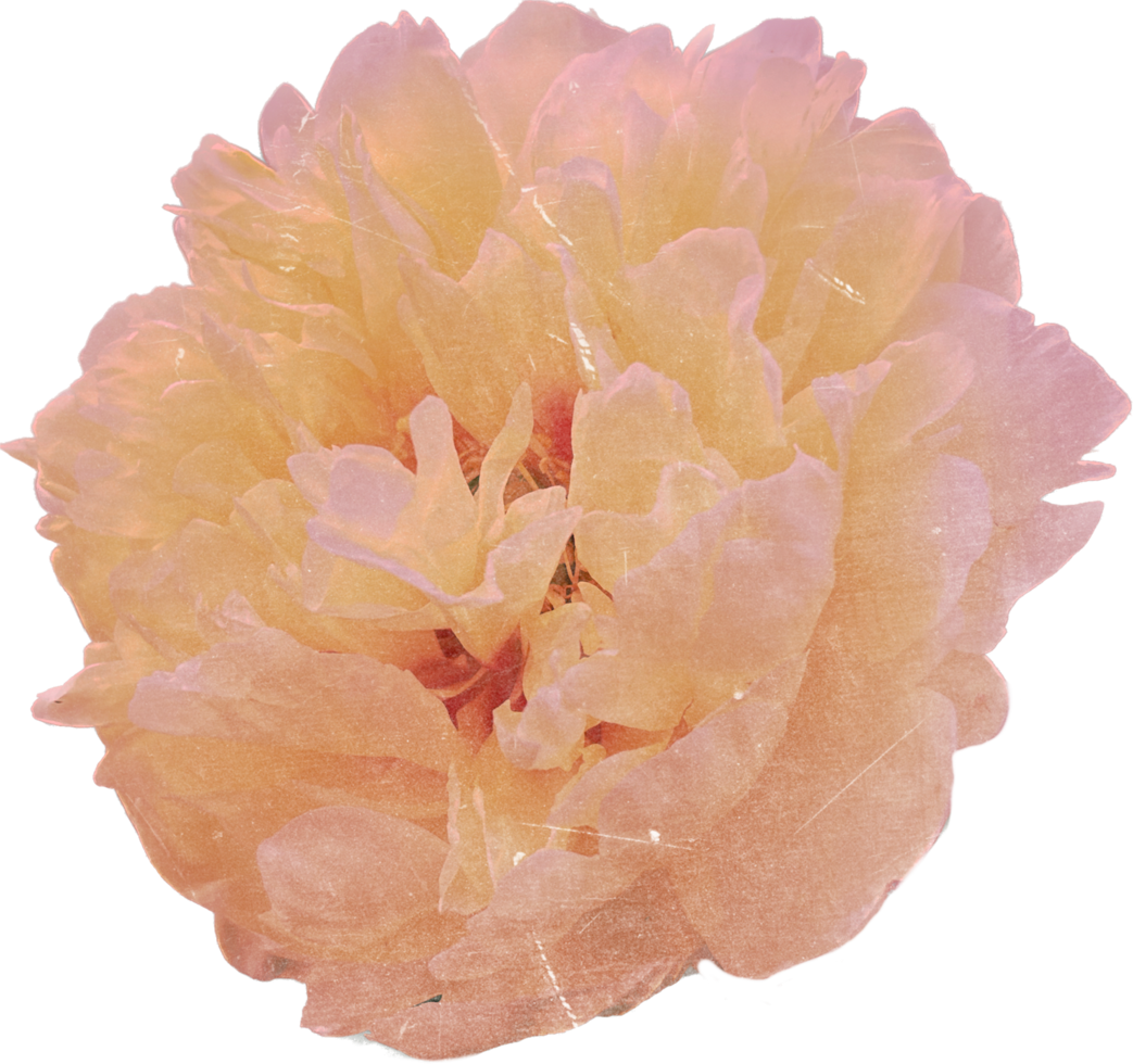 realista Clásico flor. floral botánico imprimible estético elementos. separar scrapbooking pegatinas para Boda invitaciones, cuadernos, diarios, saludo tarjetas, envase papel, y digital cuaderno png