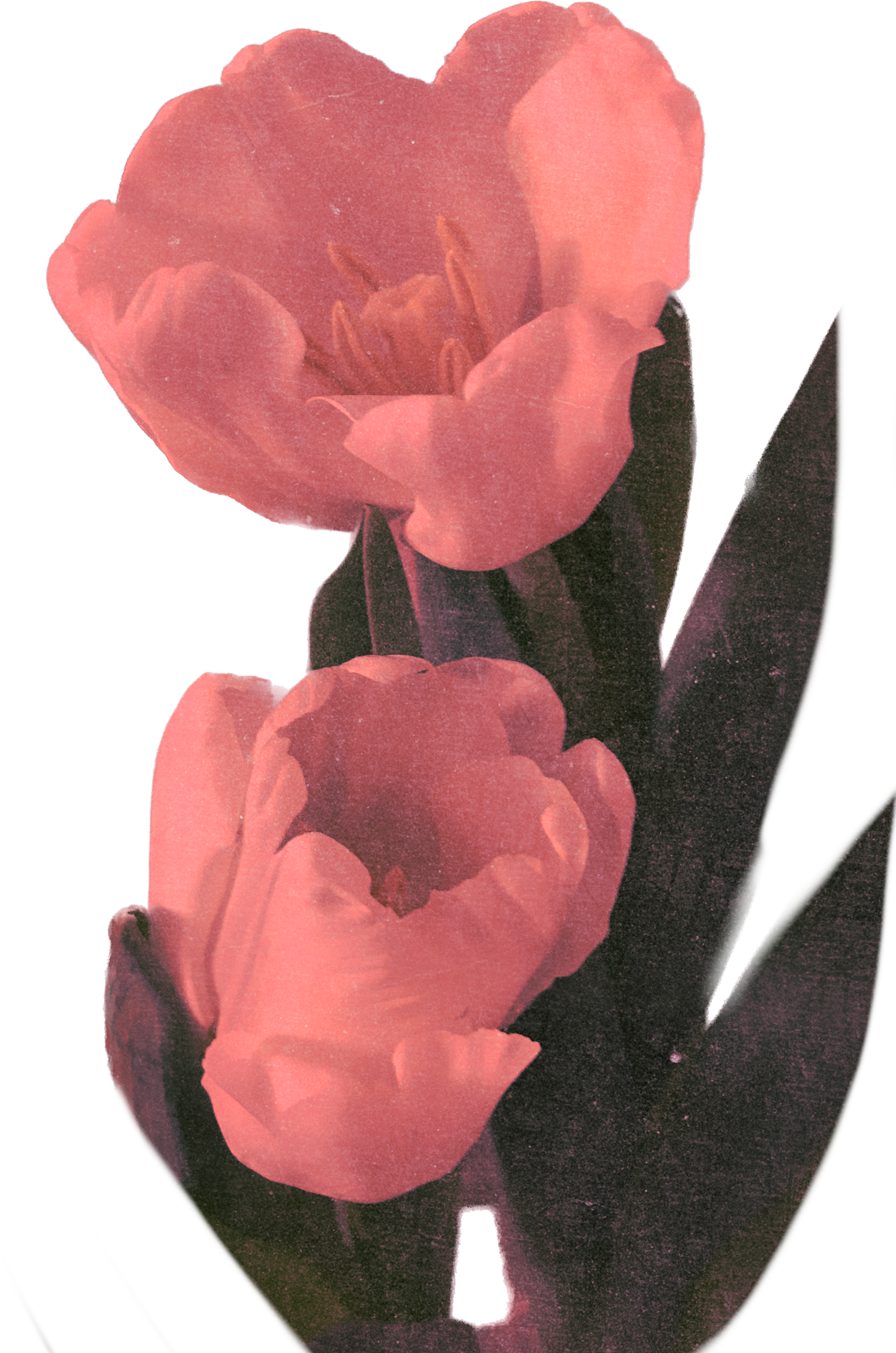 rosa realistico Vintage ▾ fiore. floreale botanico stampabile