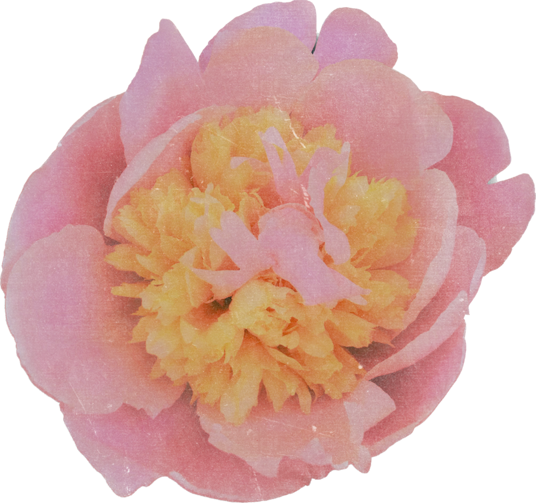 rose réaliste ancien fleur. floral botanique imprimable esthétique éléments. coupé scrapbooking autocollants pour mariage faire-part, des cahiers, revues, salutation cartes, emballage papier png