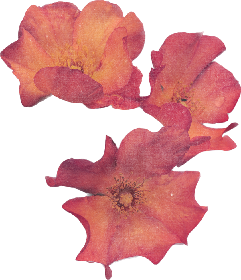 Rosa realista vintage rosa flor. floral botânico imprimível estético elementos. Cortar fora scrapbooking adesivos para Casamento convites, cadernos, diários, cumprimento cartões, invólucro papel png