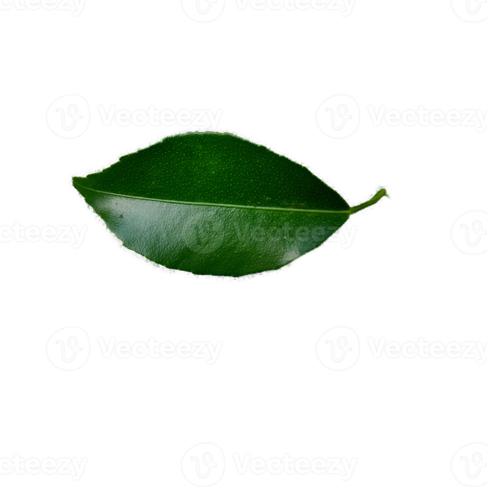 Lime Leaves element png