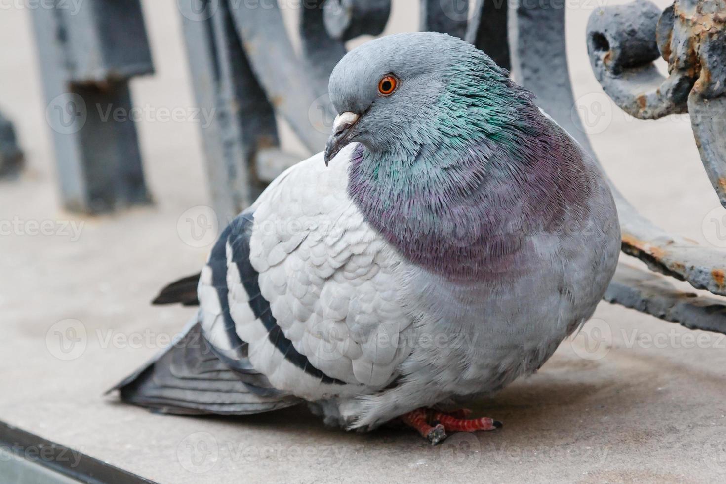 portrait of a beautiful dove photo