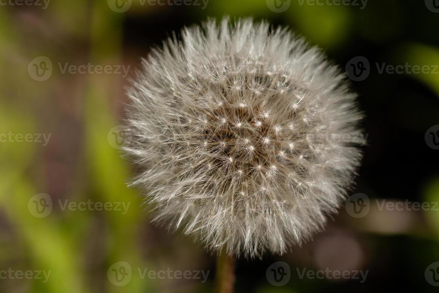Macro flowering dandelion photo