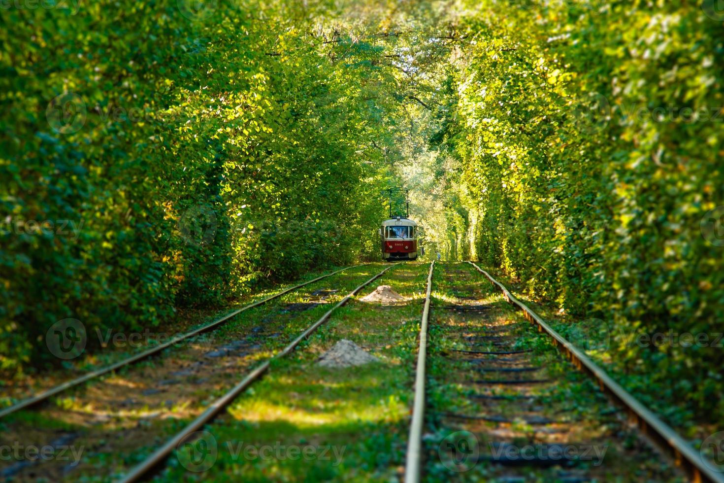 Tram and tram rails in colorful forest photo
