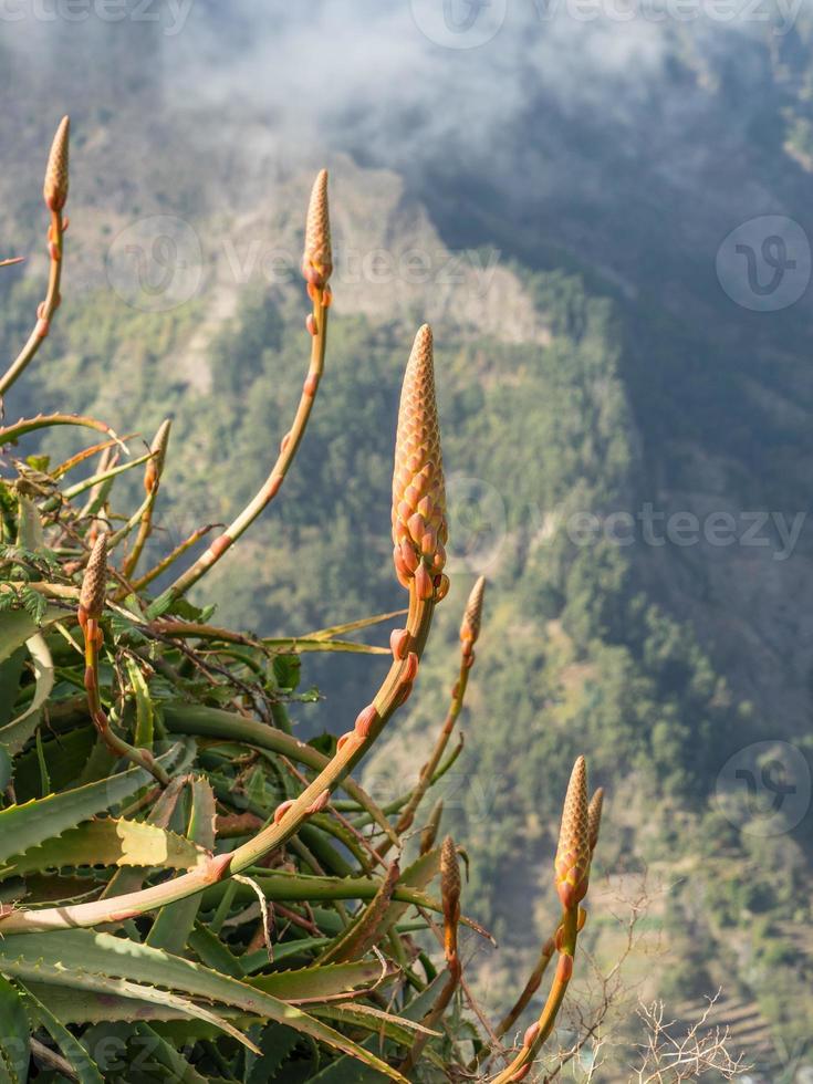 the island of madeira photo