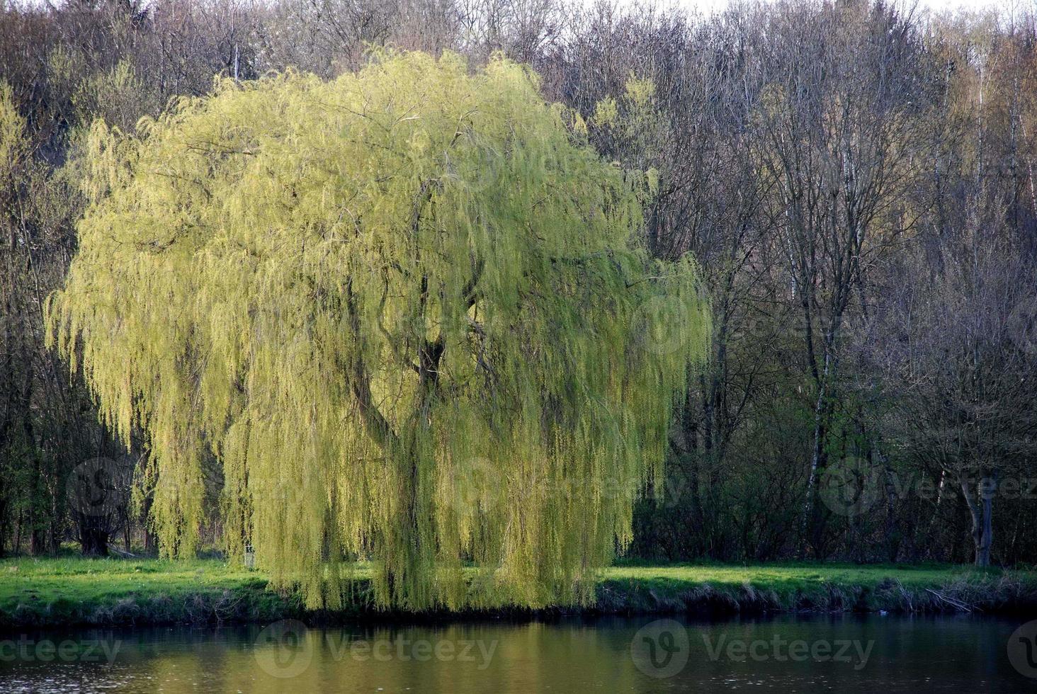 small lake in westphalia photo