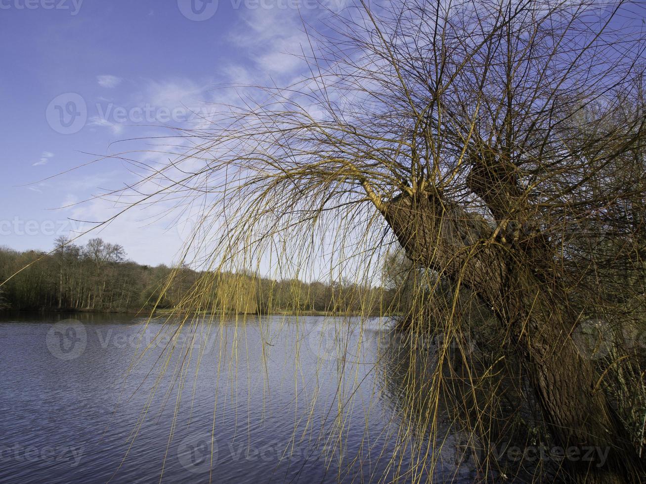 lake in the german munsterland photo