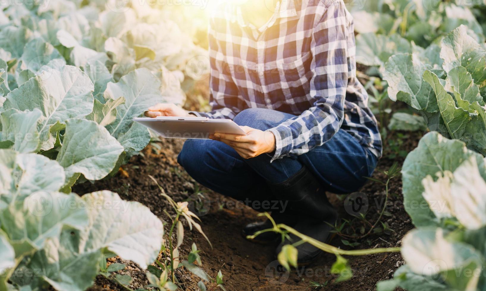 Asian woman and man farmer working together in organic hydroponic salad vegetable farm. using tablet inspect quality of lettuce in greenhouse garden. Smart farming photo