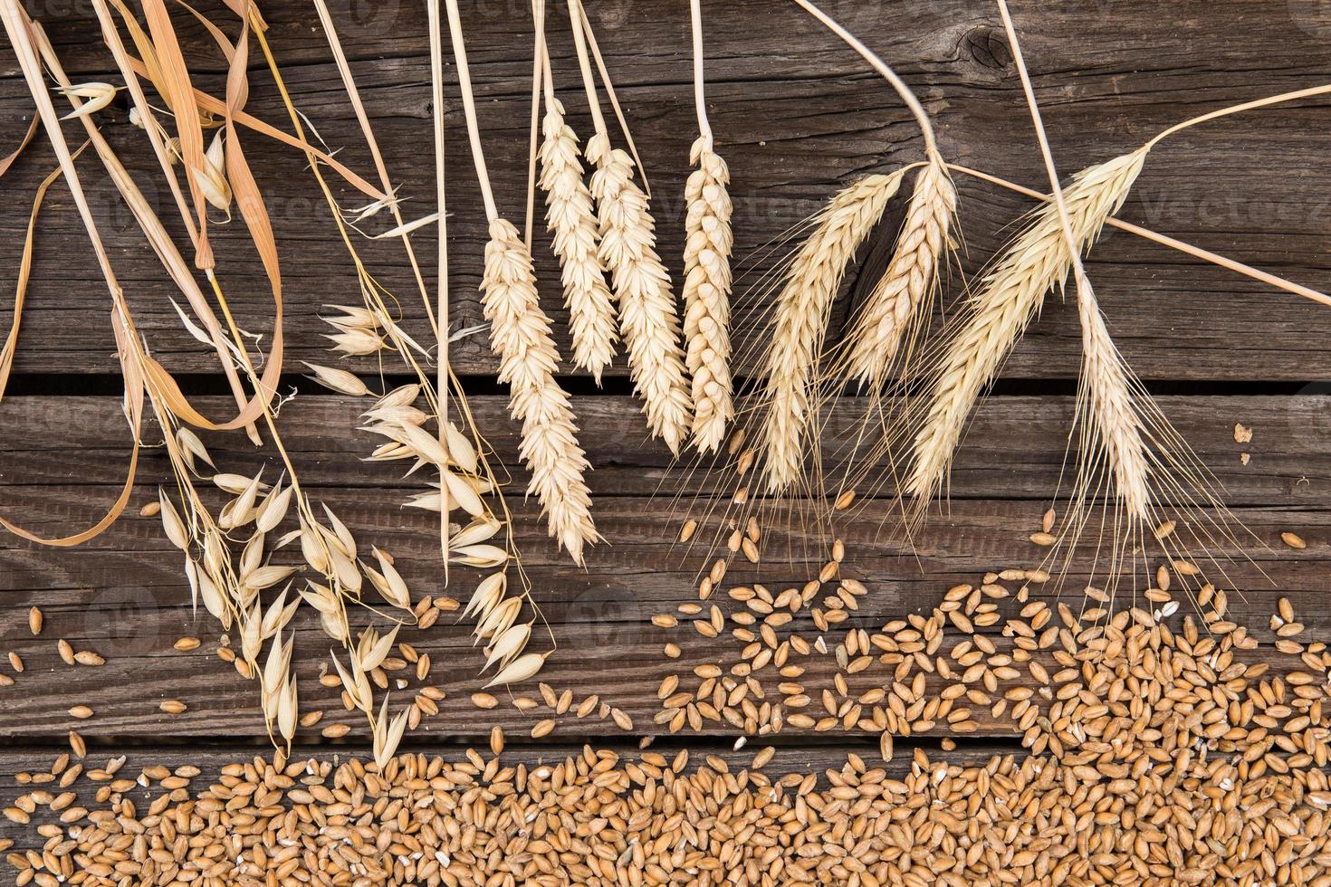 Ears of wheat on old wooden table photo