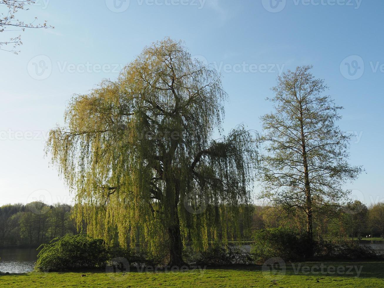 lake in the german munsterland photo