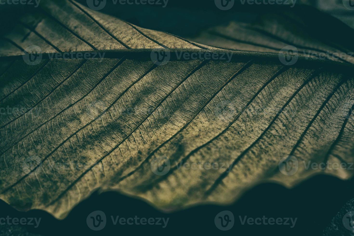 Close up Tropical Dried Leaf in Dark Contrast Background. photo